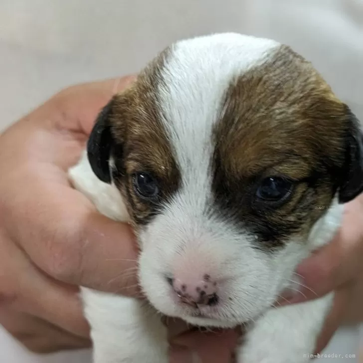 ID：2405-03926の子犬