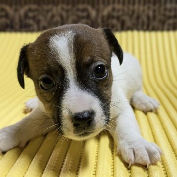 ジャックラッセルテリア【静岡県・女の子・2024年7月9日・タン&ホワイト】の写真「模様もいい❗️ジャックらしさ、言うことなし‼️」
