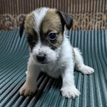 ジャックラッセルテリア【静岡県・女の子・2024年7月9日・タン&ホワイト】の写真「模様もいい❗️ジャックらしさ、言うことなし‼️」