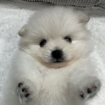 ポメラニアン【静岡県・女の子・2024年6月23日・ホワイト】の写真「毛吹き🐶、かわいさ😍、間違いなし👍‼️」