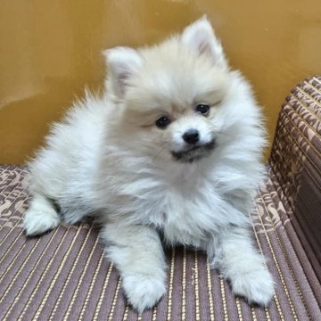 ポメラニアン【静岡県・女の子・2023年11月14日・オレンジ】の写真「ちょっと神経質チックな繊細ガール(*´∀｀*)」