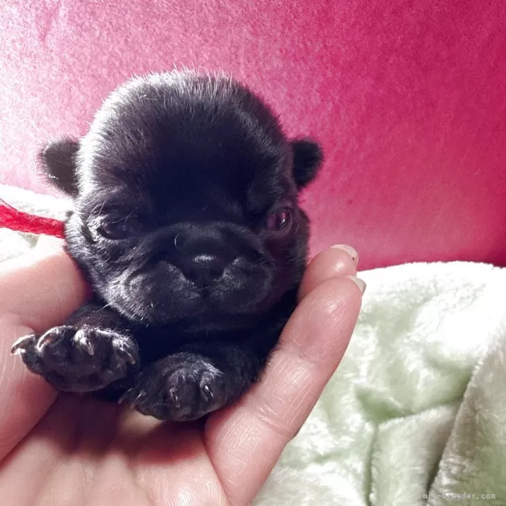 ID：2504-05570の子犬