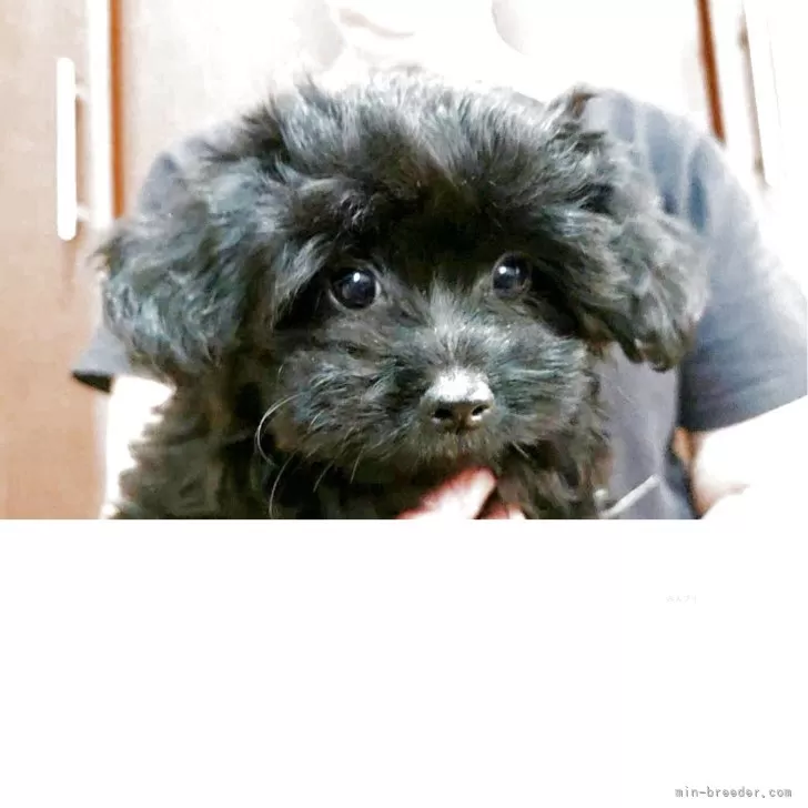 ID：2507-09116の子犬