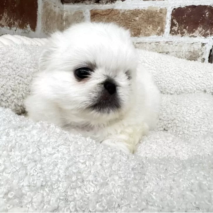 ID:2506-06314の子犬