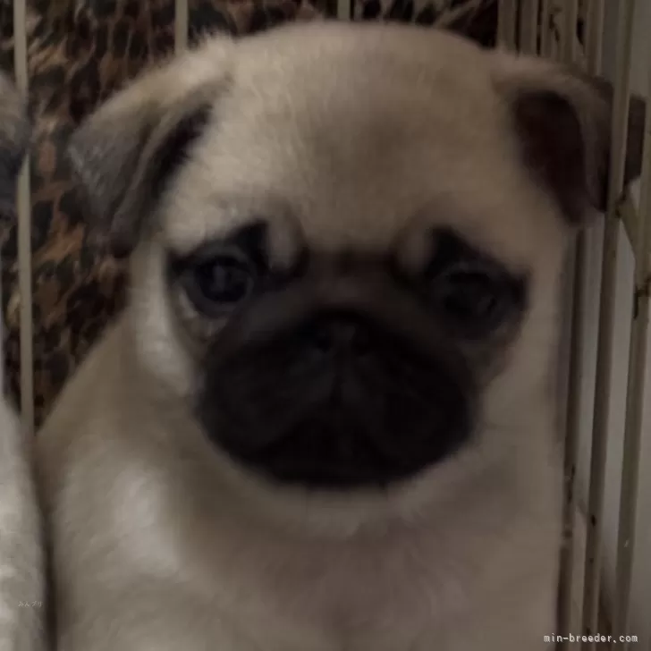 ID:2502-02054の子犬