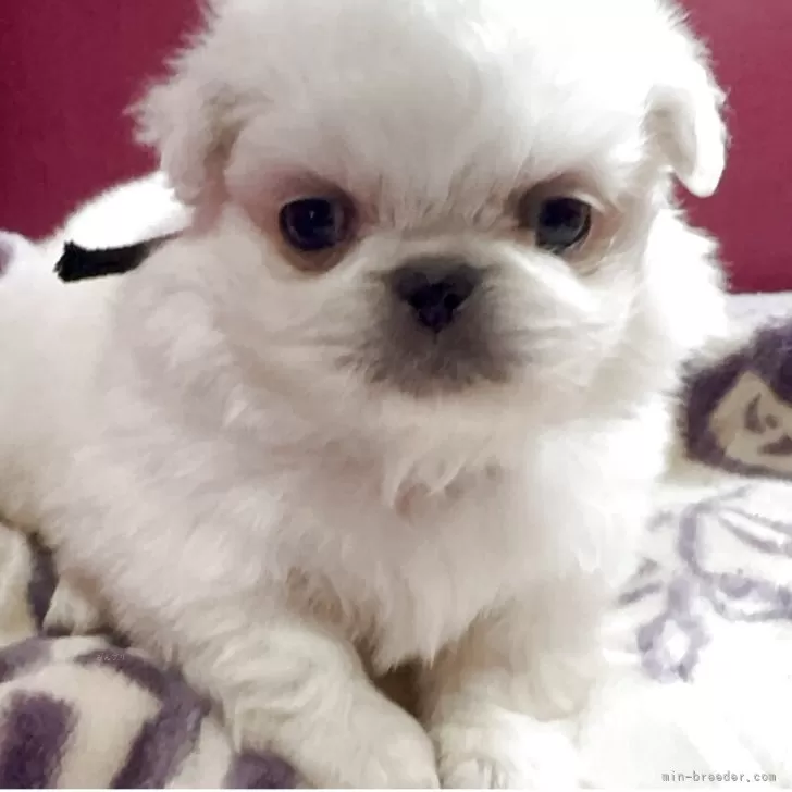 ペキニーズ【埼玉県・男の子・2025年12月23日・ホワイト】の写真1