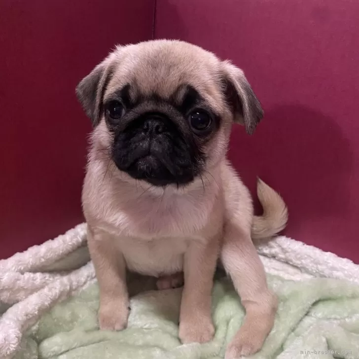 ID:2502-02205の子犬