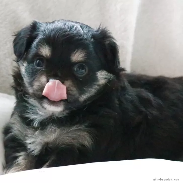 ID:2504-04546の子犬