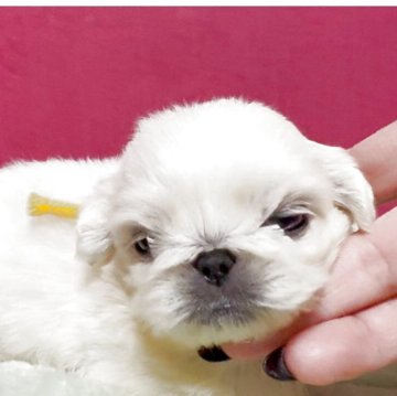 ペキニーズ【埼玉県・女の子・2025年10月9日・ホワイト】の写真「ムチムチしてとても可愛い子です小さめです。」