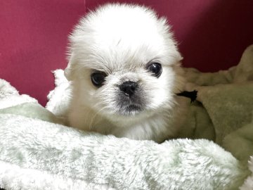 ペキニーズ【埼玉県・女の子・2025年10月7日・ホワイト】の写真「ムチムチしてとても可愛い子です小さめです。」