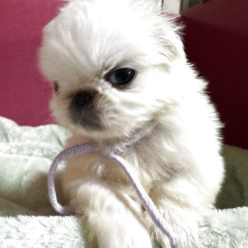 ペキニーズ【埼玉県・女の子・2025年10月7日・ホワイト】の写真「1番小さい子^_^💜リボンちゃん」