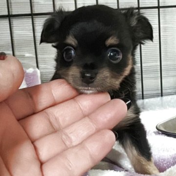 ミックス(チワワ×ミックスちわぷー)【埼玉県・女の子・2025年9月21日・ブラックタン】の写真「可愛い〜ミックスちゃん」