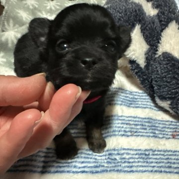 チワワ(ロング)【埼玉県・女の子・2025年1月27日・ブラックタン ホワイト】の写真「小さくて可愛い💕子💕26日迄！販売終了☑️」