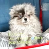 ポメラニアン