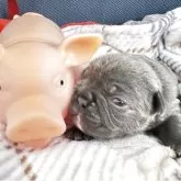 フレンチブルドッグ