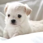 チワプー(チワワ×トイプードル)【埼玉県・男の子・2025年2月25日・ホワイト】の写真1