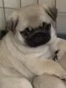 パグ【埼玉県・女の子・2025年1月17日・フォーン】の写真13