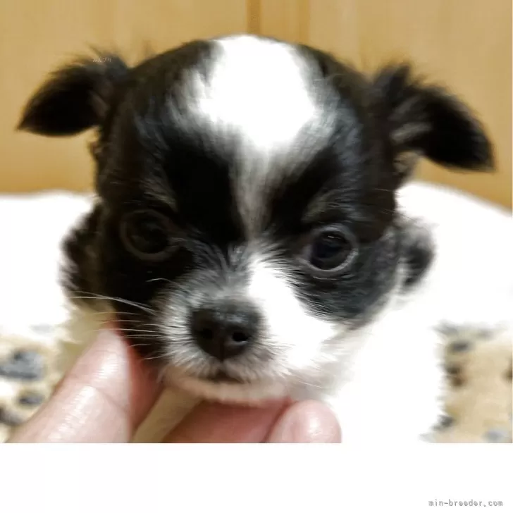 ID：2505-04271の子犬