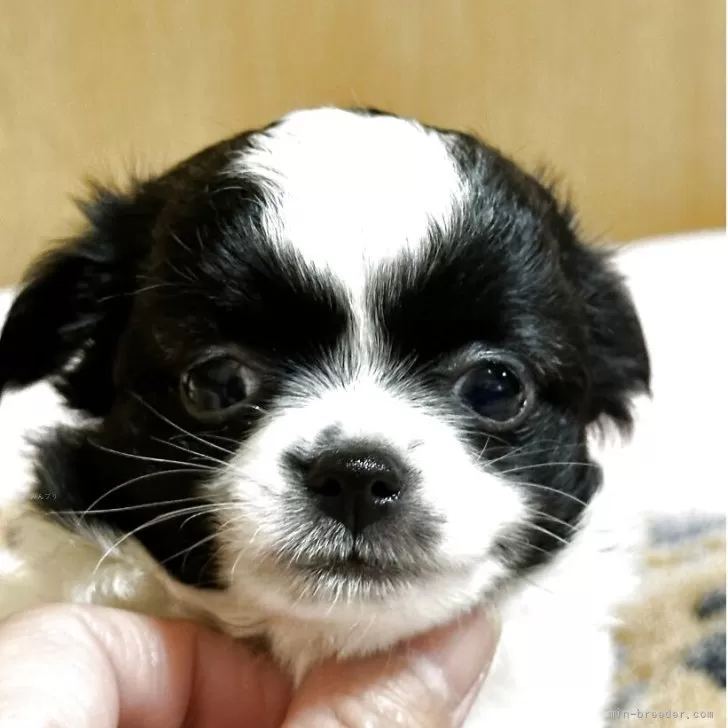 ID：2506-00181の子犬
