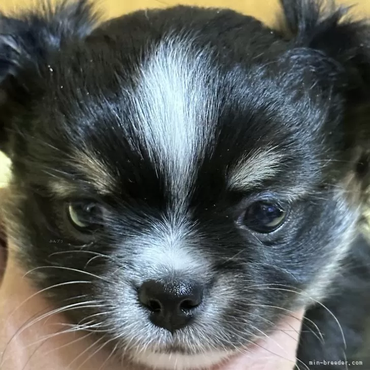 ID:2502-02845の子犬