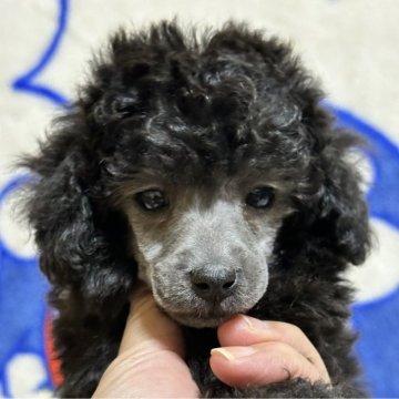 トイプードル(トイ)【東京都・女の子・2025年10月17日・グレー】の写真「お転婆ガール」