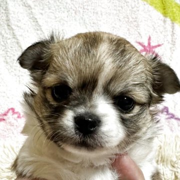 チワワ(ロング)【東京都・女の子・2025年10月1日・フォーンホワイト】の写真「おっとりしている女の子」