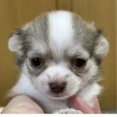 チワワ(ロング)