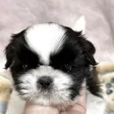 シーズー