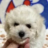 トイプードル(トイ)