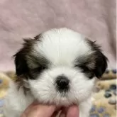 シーズー