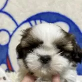 シーズー【東京都・男の子・2025年10月13日・ホワイト&ゴールド】の写真4