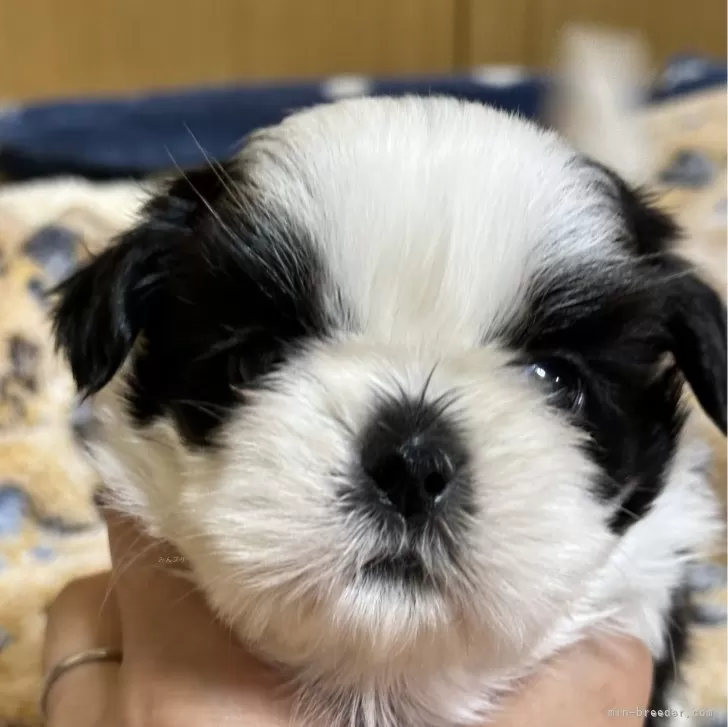 ID：2406-06825の子犬