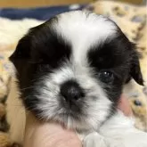 シーズー【東京都・女の子・2024年5月28日・ホワイト&ブラック】の写真1