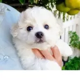 ビションフリーゼ