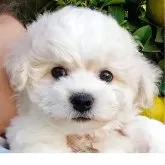 ビションフリーゼ