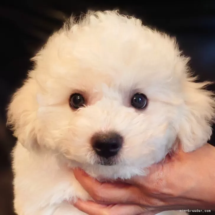 ID:2408-00592の子犬