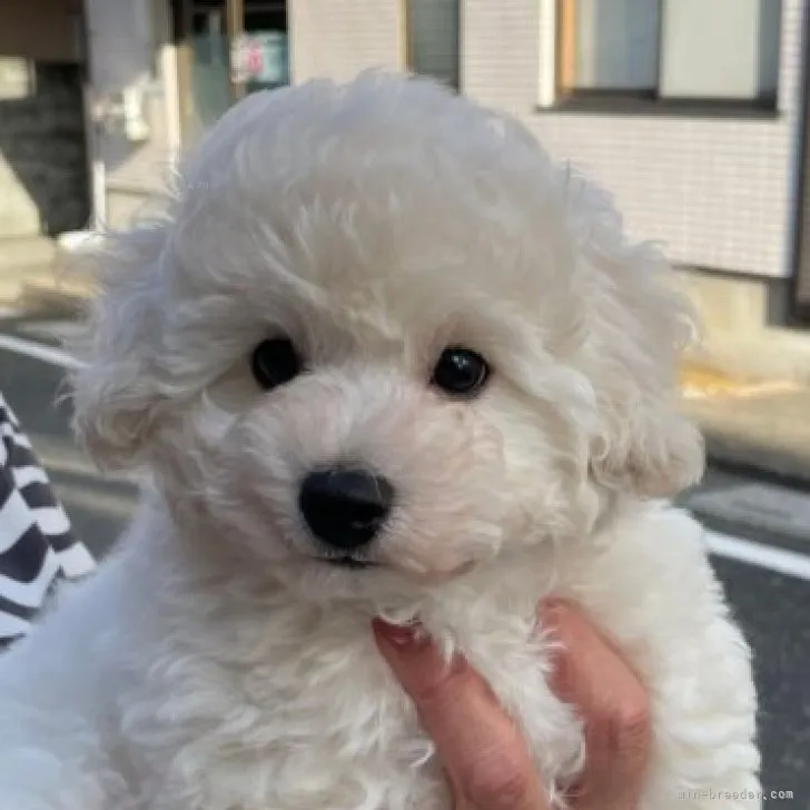 かおりん 様のお迎えした子犬