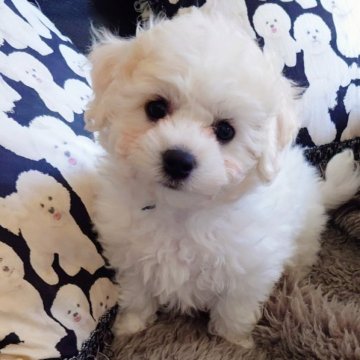 ビションフリーゼ【埼玉県・男の子・2023年10月4日・ホワイト】の写真「おっとりとしたカワイイ男の子です！」