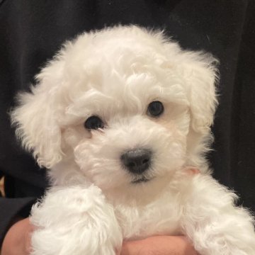 ビションフリーゼ【東京都・男の子・2025年10月24日・白】の写真「おっとり系の甘えん坊男子」