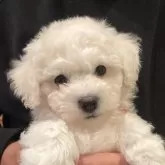 ビションフリーゼ