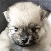 ポメラニアン【長崎県・男の子・2025年10月5日・クリーム】の写真11