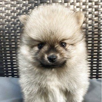 ポメラニアン【長崎県・男の子・2025年10月5日・クリーム】の写真「可愛い男の子🐶です！」