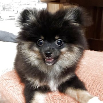 ポメラニアン【長崎県・男の子・2025年5月4日・ブラックタン】の写真「愛嬌抜群の男の子🐶」