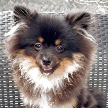 ポメラニアン【長崎県・男の子・2025年5月4日・ブラックタン】の写真「愛嬌抜群の男の子🐶」