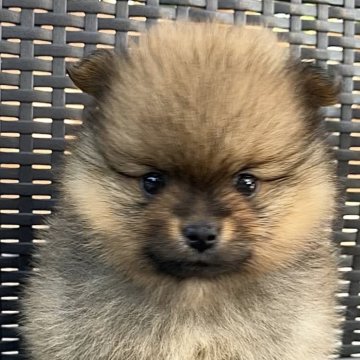 ポメラニアン【長崎県・男の子・2025年10月5日・オレンジ】の写真「一目惚れ🤩注意⚠️💓💓💓💓」