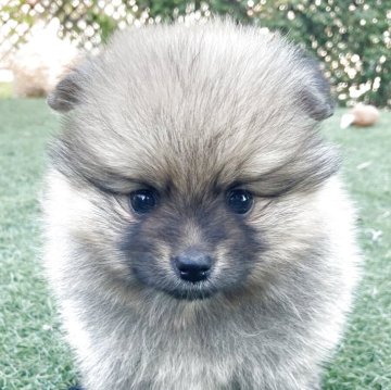 ポメラニアン【長崎県・女の子・2025年10月5日・オレンジ】の写真「可愛い女の子🐶です！」