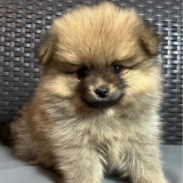 ポメラニアン【長崎県・女の子・2025年10月5日・オレンジ】の写真「可愛い女の子🐶です！」