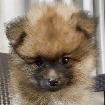 ポメラニアン【長崎県・男の子・2025年10月5日・オレンジ】の写真「元気な可愛い小ぶりな男の子」