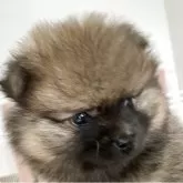 ポメラニアン【長崎県・女の子・2025年5月13日・オレンジ】の写真2