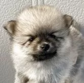 ポメラニアン【長崎県・男の子・2025年10月5日・クリーム】の写真2